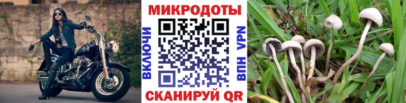 где можно купить наркотик  Камышин  Псилоцибиновые грибы GOLDEN TEACHER 